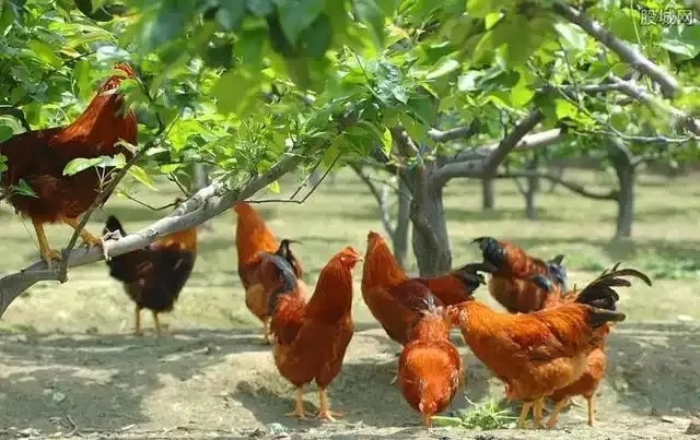 抓住這個風(fēng)口，青龍帶你在農(nóng)村年入20萬不是夢！